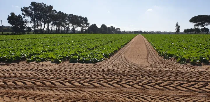 Agriculture