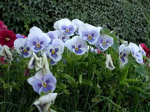 vista con flores