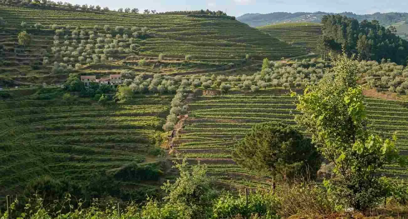 Qué esperar de una ruta de senderismo por la región vinícola del Valle del Douro
